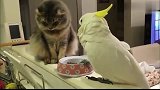 鹦鹉：我吃啦就吃一口，猫咪：你敢动一下试试