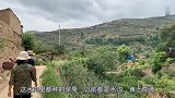 西北小强妈妈去三哥菜园挖土豆，包土豆馅饺子，三哥说比肉饺子香