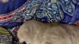 橘猫：憋碰我，生气啦！不要跟你说话！这下小鱼干都哄不了了！