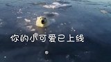 你的大可爱已上线！北极熊追着无人机连顶冰窟窿：冰都被萌化了！