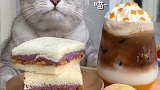 猫王：这才是真正的“猫咖”吧，欢迎在线点单，你们准备好小鱼干了吗？会做饭的猫