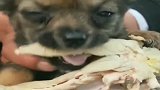 流浪狗：刚捡到的流浪狗，看这吃相一定是没有吃过鸡肉！