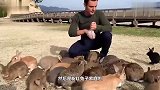 当一个很喜欢兔子的人，登上日本的兔岛时，小哥仿佛来到了天堂