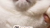 我怀疑我家猫是人变的、但我没有证据 星探家 萌宠 猫咪