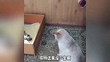 猫抓耗子被狗欺，猫太难了