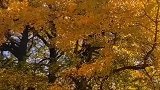 美了上千年的银杏树，又一次惊艳这个秋天