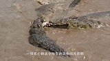 鳄鱼来到洞口抢夺巨蜥蛋，不料鳄鱼却飞了出来，镜头拍下全过程