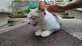 野外遇见一只小流浪猫，走近一看还不怕人