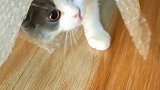 猫：主人我藏在这里你都找到我了呀！