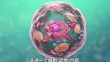 细胞一个小小的细胞，却可以完成如此高精密高难度的过程