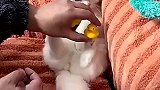 主人在家整蛊小猫咪，把猫咪紧张得一动不动