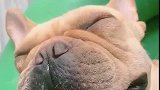 狗子：我睡得太香了，铲屎的你别打扰我！