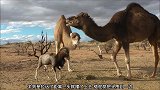 单峰骆驼喜欢咬羊，羊则是喜欢和单峰骆驼走到一起去