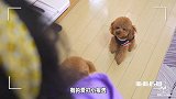 狗狗第一天上幼儿园会发生什么