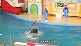 海洋馆的海豚被放归大海，临行前与饲养员惜别，画面太感人