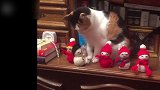 主人竟然在小猫爪子上垒骰子，小猫保持不动，真是厉害！