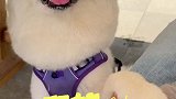 不会吧不会吧不会还有小狗没喝过下午茶吧