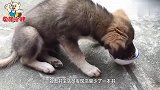 流浪狗从大学书店内偷走一本书，看到书名后，大家都忍不住心疼！