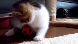 与小球玩耍的猫咪，这表情好萌啊，现在养一只不晚吧！