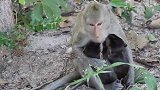 猴妈的双胞胎，抢着喝奶，难搞哦