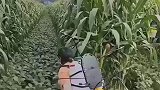 大妈穿戴农具喷洒农药，可以说是全方位无死角！