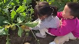 龙凤胎姐弟俩拔萝卜。网友：书里的画面成真了