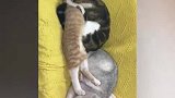 你们两只小猫咪太过分了，连小猫咪都喜欢身材好的