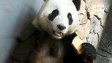大熊猫：我正用餐呢，砸坏了我你可赔不起！这怕是成精了！