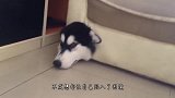 猫咪想从窗户溜进去，不料卡在窗户上，猫：铲屎的，快来救驾！
