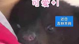 受伤小黑熊误闯村民家后获救，这可怜无辜的小眼神简直萌化