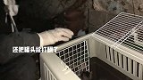 绿眼猫妈疯狂搬家，毛孩子散落一地！