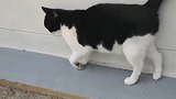 院里闯进一只流浪猫，想抓住卖了，大家看看值多少钱