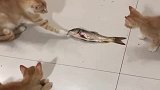 猫：兄弟们这鱼好大呀，不好下手呀！