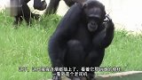 男子玩切西瓜给猩猩看,猩猩看得入迷,镜头拍下搞笑一幕