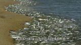 “上万”鱼群疯狂涌上岸，引来海鸟觊觎也不逃，这是怎么回事
