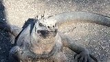 加拉帕戈斯海猎蜥，长得实在太丑，但是它是世界独一无二的物种。