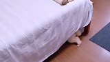 一个字服戏精 萌宠