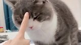 这个猫是想尝尝人肉是啥味儿吗