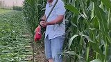 大哥所到之处玉米杆排排倒下，原来手里面的东西才是关键