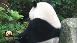熊猫宝宝圆仔热衷于探索熊生新口味，胖乎乎的大脸可爱到极点
