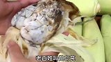此菜和玉米共生，农民见了头疼，城里人却当美食，简单一蒸，真香