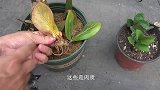 繁殖金钱树很简单，用水培的方法，手把手教你，一学就会