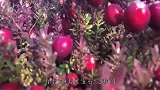 蔓越莓，北美红宝石，水果中的，万能的超级水果