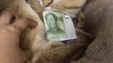 到底是贪财猫还是招财猫？