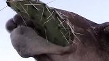 科普知识，骆驼为什么喜欢吃仙人掌，不怕扎嘴吗？