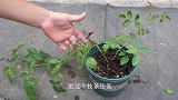 养月季花，破坏它的生长点，反而冒出侧枝了