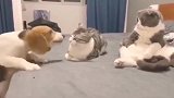 没想到猫也这么爱看热闹，大眼睛睁的圆圆的