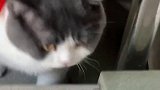 惊慌失措的猫肥猫