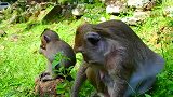 独眼猴妈带着心肝宝贝回到了猴群，希望不要受到欺负