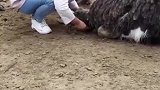 鸵鸟：你干啥呢，你在偷蛋么！